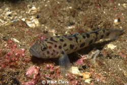 Lesser Spotted Goby by Mike Clark 